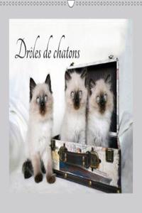 Droles De Chatons 2018