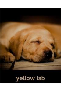 Yellow Lab