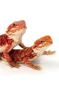 Bearded Dragon Notebook & Journal. Productivity Work Planner & Idea Notepad: Brainstorm Thoughts, Self Discovery, to Do List