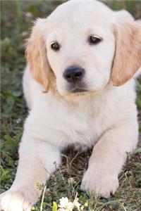Golden Retriever Puppy Journal