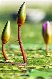 Water Lilies Buds Coming Up, for the Love of Flowers