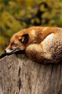 A Fox Resting on Top of a Log