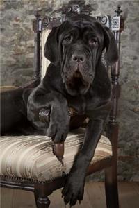 Neapolitan Mastiff