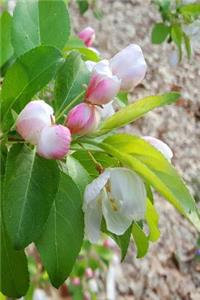 Journal Spring Flower Buds Ready To Open