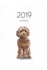 2019 Cockapoo