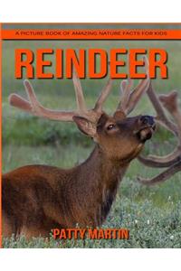 Reindeer