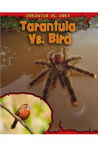 Tarantula vs. Bird