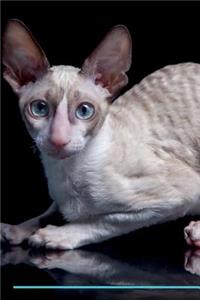 Cornish Rex Affirmations Workbook Cornish Rex Presents