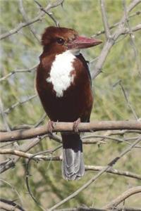 White-throated Kingfisher in Sri Lanka Bird Journal