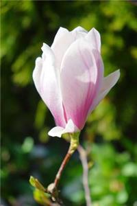 Pretty Pink Magnolia Blossom in the Spring Journal