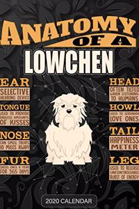 Anatomy Of A Lowchen
