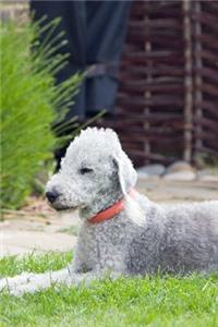 Bedlington Terrier Laying in the Grass Journal