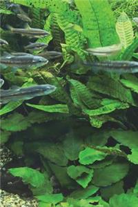 Tennessee River Shiners Fish in an Aquarium Journal
