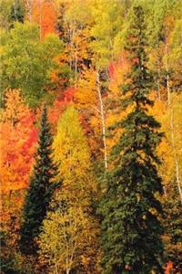 2019 Daily Planner Fall Foliage Valley Autumn Season 384 Pages
