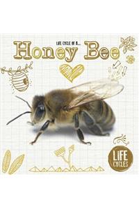 Honey Bee