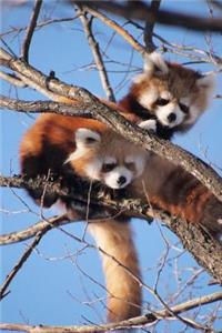 Two Red Pandas Playing in a Tree journal