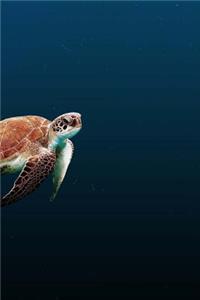 Turtle Notebook