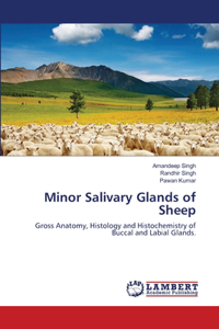 Minor Salivary Glands of Sheep