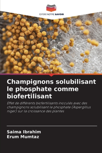 Champignons solubilisant le phosphate comme biofertilisant
