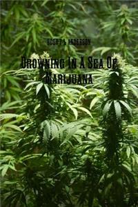 Drowning in A Sea of Marijuana