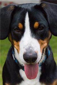The Entlebucher Mountain Dog Journal