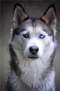 The Siberian Husky Dog Journal