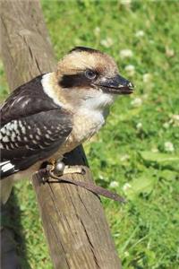 Minnesota State Bird - Common Loon Journal