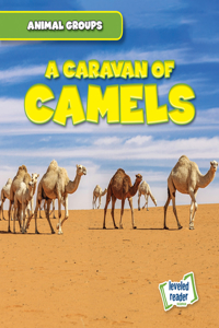 Caravan of Camels