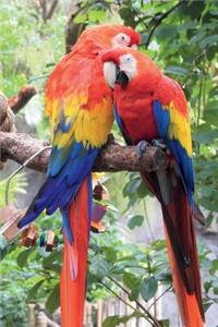 Parrots in Love Journal