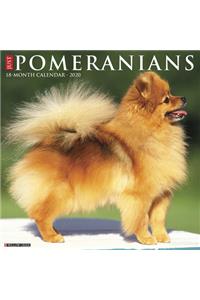 Just Pomeranians 2020 Wall Calendar (Dog Breed Calendar)