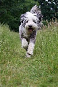 Bearded Collie Running Down the Path Journal