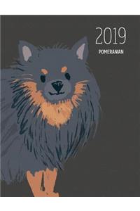 2019 Pomeranian