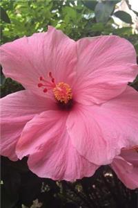 Beautiful Pink Hibiscus Flower in Hawaii Journal