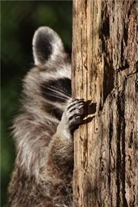 Raccoon Playing Peek a Boo Journal