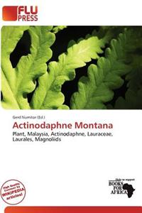 Actinodaphne Montana