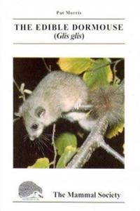 The Edible Dormouse (Glis glis)