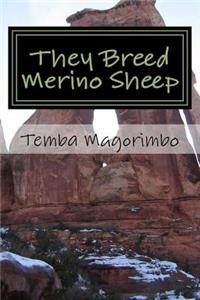 They Breed Merino Sheep