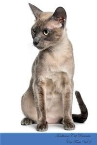 Tonkinese Cat Presents