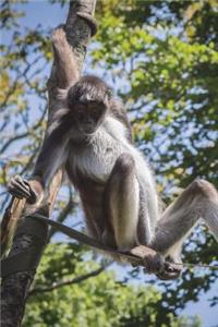 Central American Spider Monkey Journal
