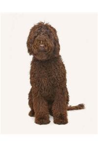 Labradoodle