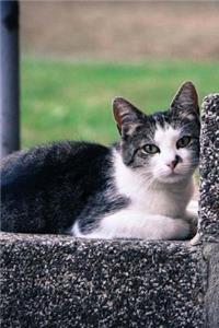 Charming Little Black and White Cat on a Step Pet Journal