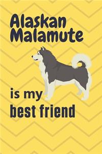 Alaskan Malamute is my best friend