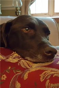 2020 Daily Planner Chocolate Lab Dog Labrador Retriever Rests Pillow 388 Pages