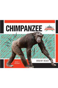 Chimpanzee