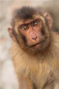Monkey Notebook