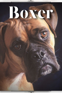 Boxer
