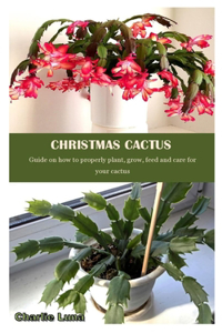 Christmas Cactus