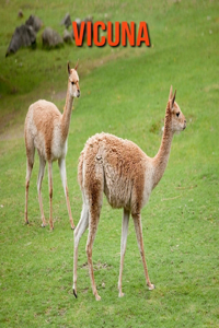 Vicuna