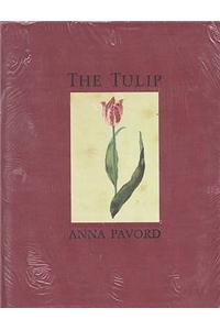 Tulip