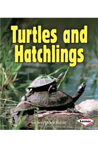 Turtles and Hatchlings